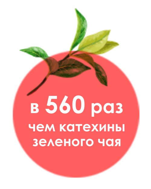 в 560 раз сильнее катехинов зеленого чая